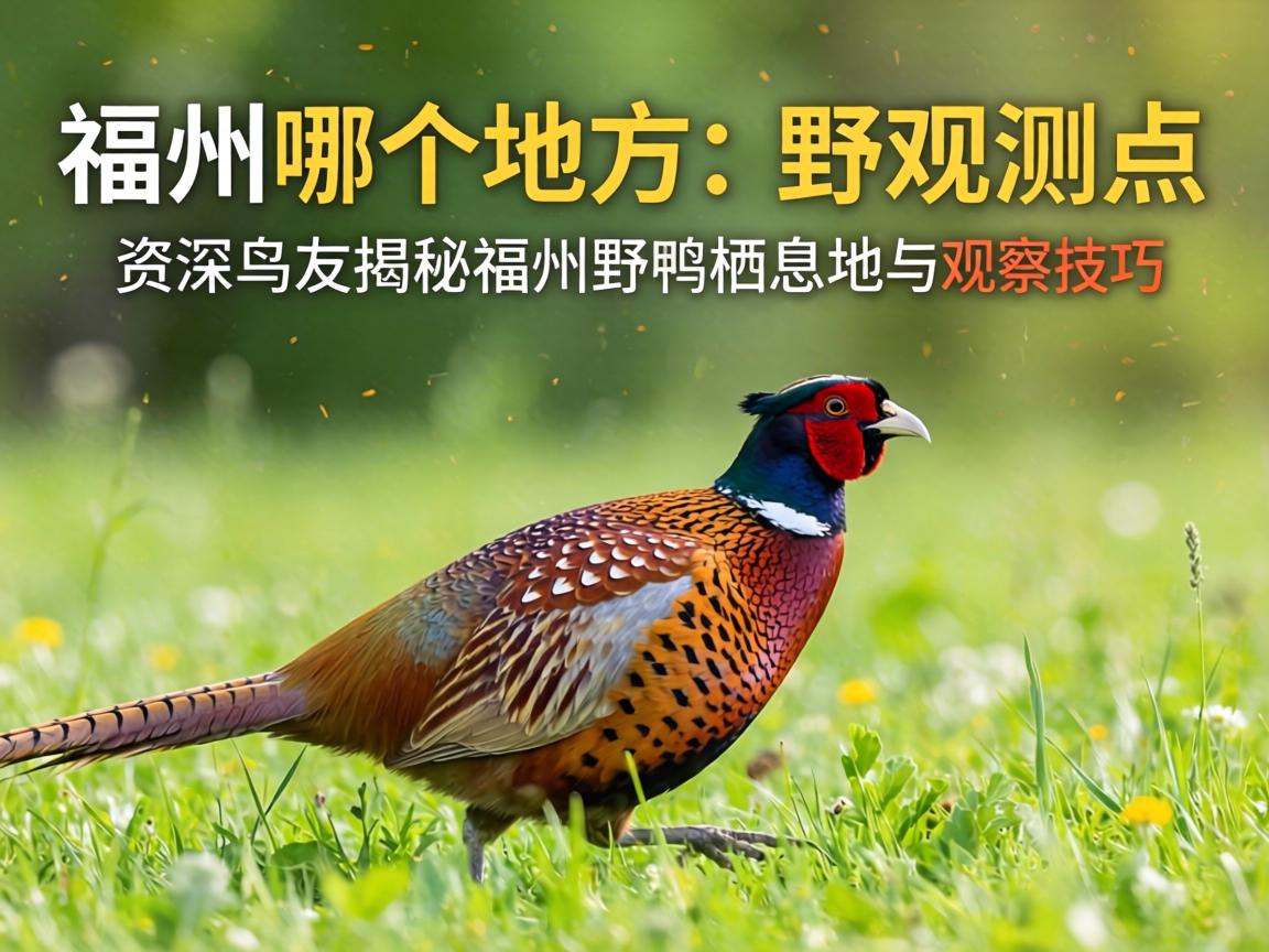 福州哪个地方有野鸡观测点?资深鸟友揭秘福州野鸡栖息地与观察技巧